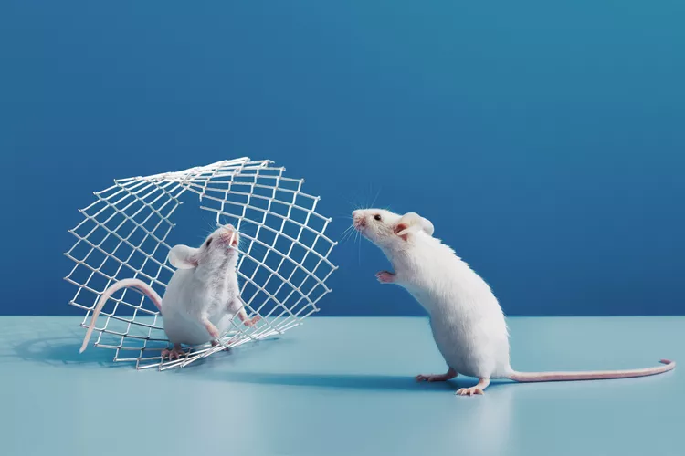 How to Get Rid of Mice Humanely